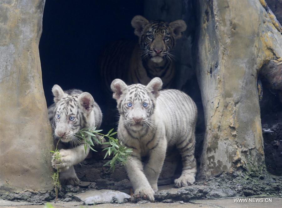 Chine : des triplés tigres dans un zoo de Jinan