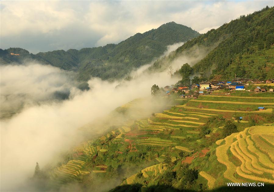 Chine : champs en terrasses au Guizhou