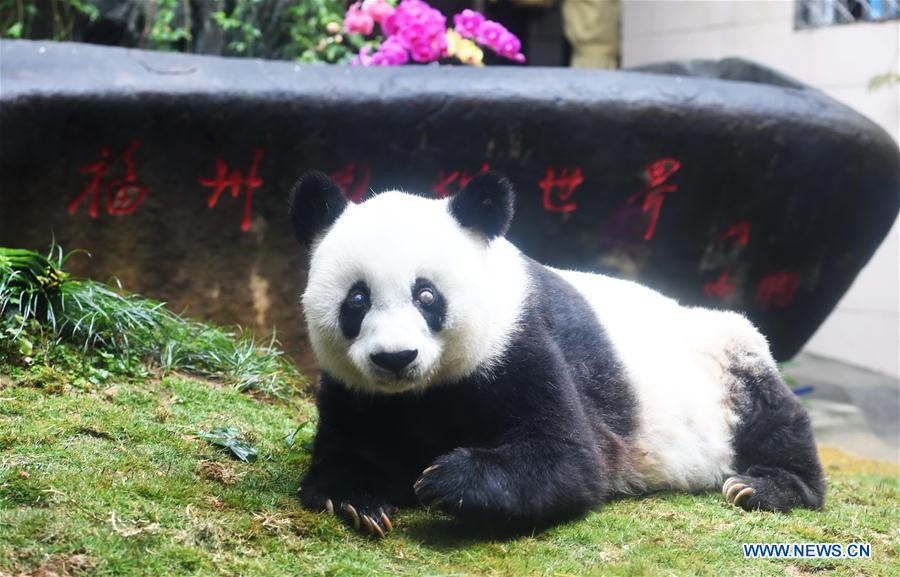 Chine : le plus vieux panda géant du monde meurt à 37 ans