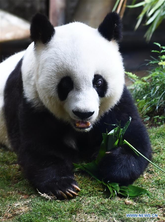 Chine : le plus vieux panda géant du monde meurt à 37 ans