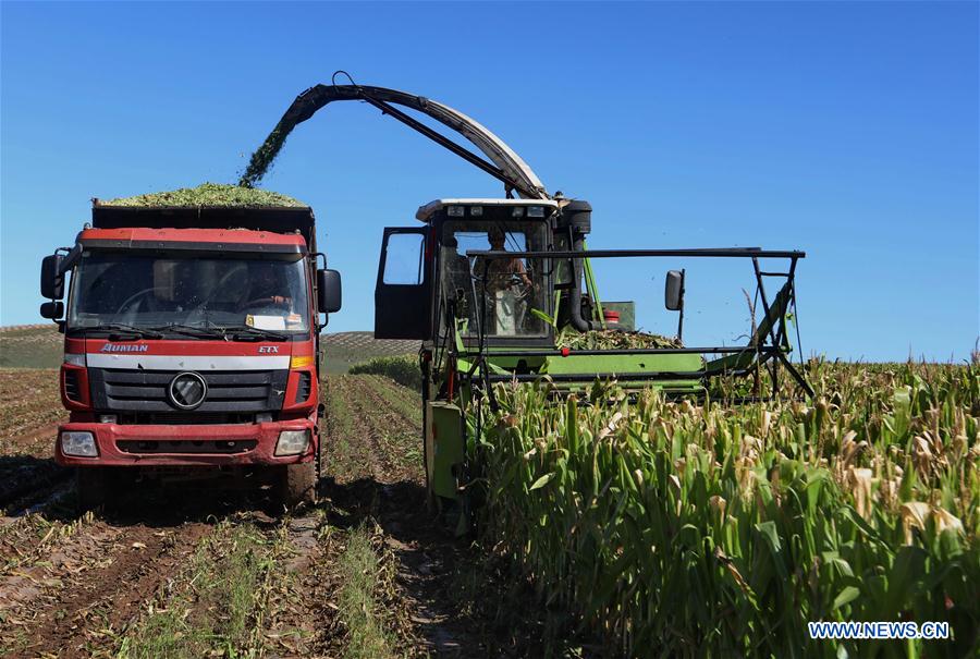 Chine : récolte de maïs à Zhangjiakou