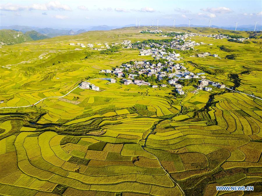 Chine : paysage de rizières dans le Guizhou
