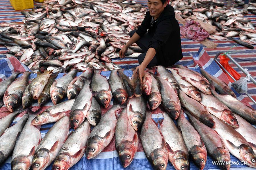 Chine : fin du moratoire sur la pêche au lac Dianchi 