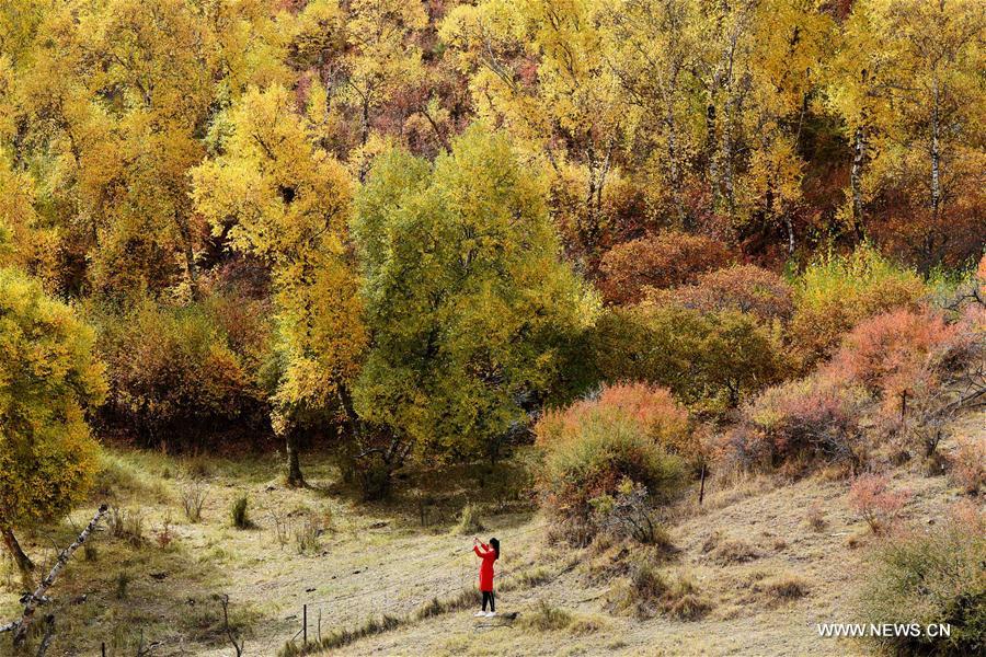 Paysage de la zone forestière de Dahuabei à Bayan Nur