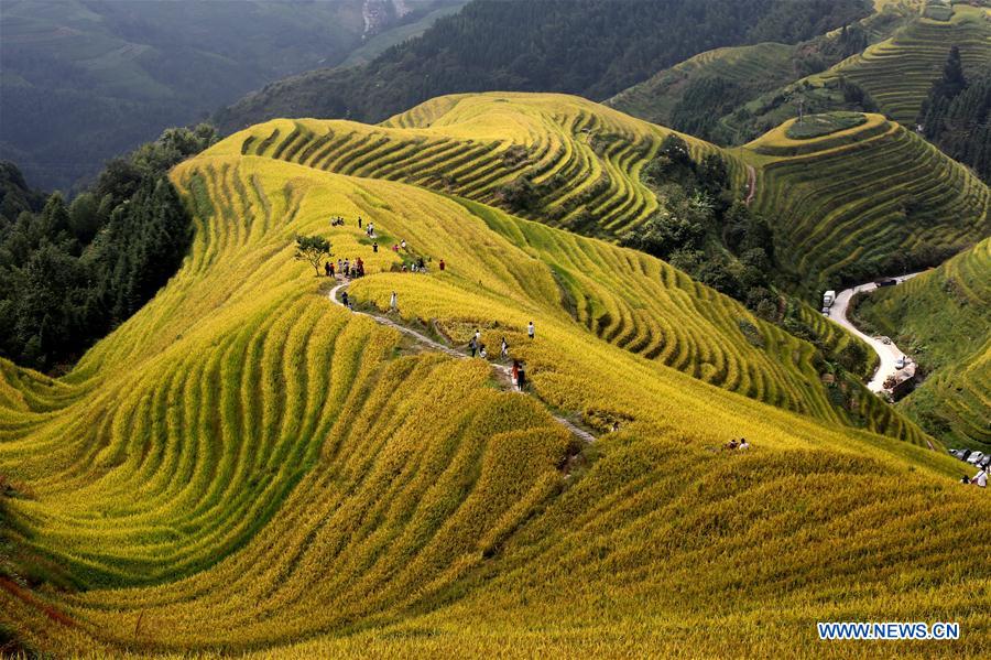 Chine : champs en terrasses au Guangxi