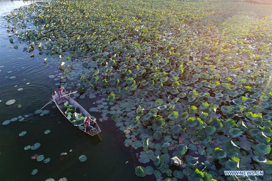 Plantation de lotus dans le réservoir de la rivière Tuhe au Hebei