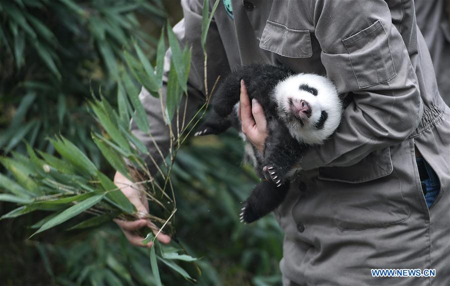 42 nouveaux nés en 2017 dans le centre des pandas géants de Chine