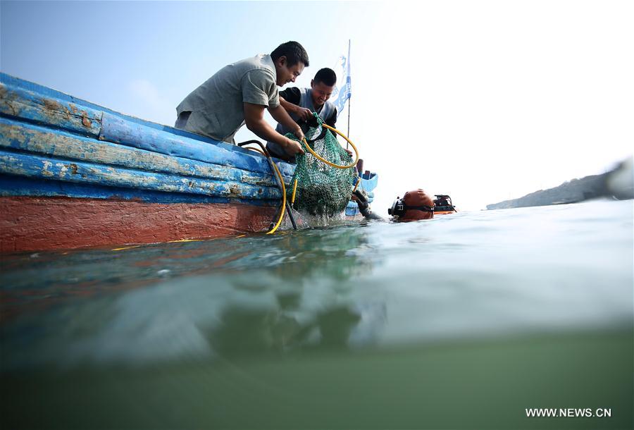 Chine : récolte de concombres de mer dans le nord-est