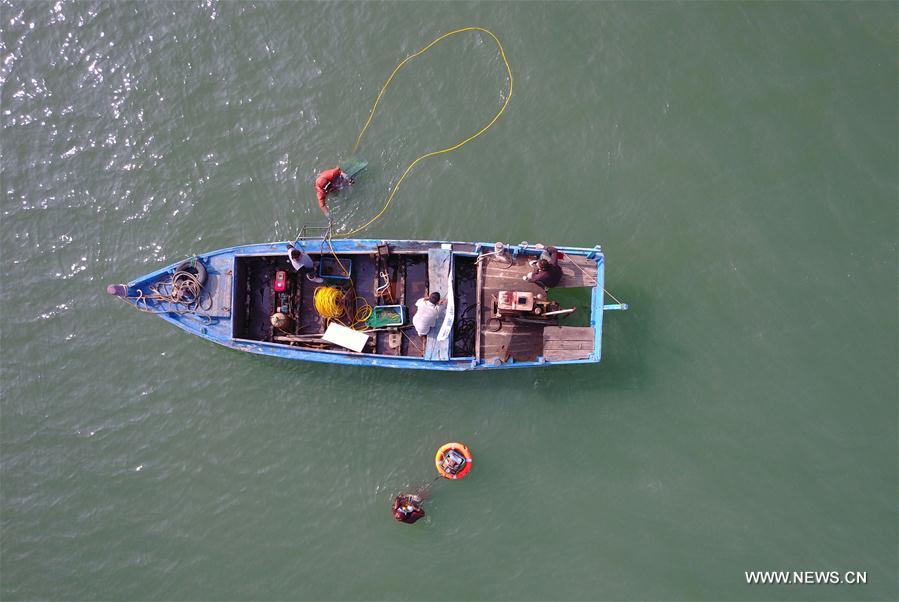 Chine : récolte de concombres de mer dans le nord-est