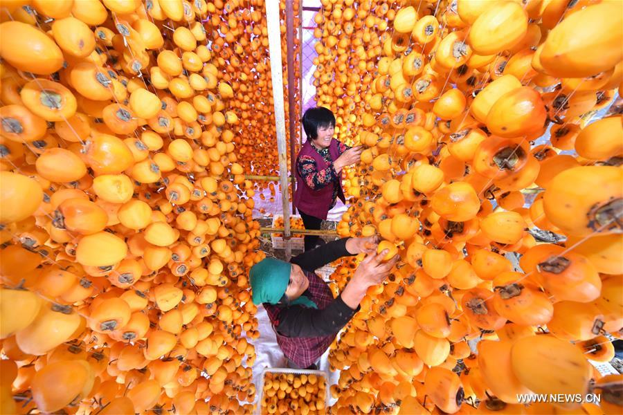 Chine : récolte des kakis dans le Shandong