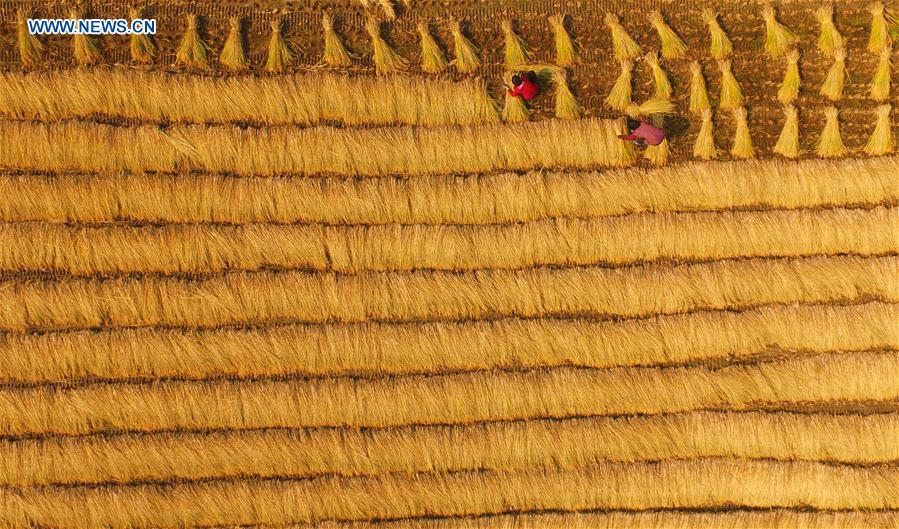 Chine : récolte du riz au Henan