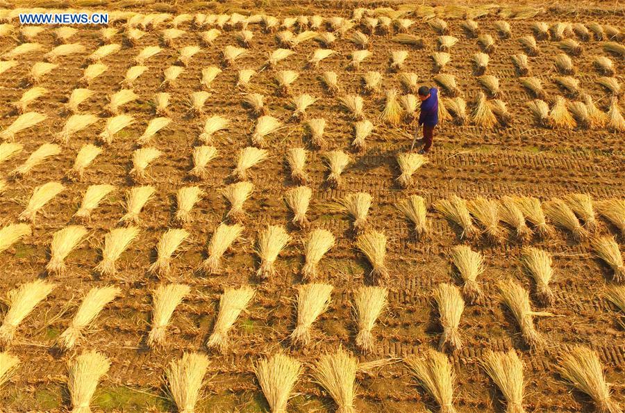 Chine : récolte du riz au Henan
