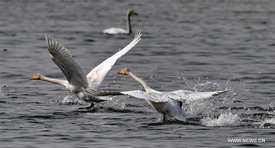 Chine : des cygnes chanteurs dans la zone humide du fleuve Jaune