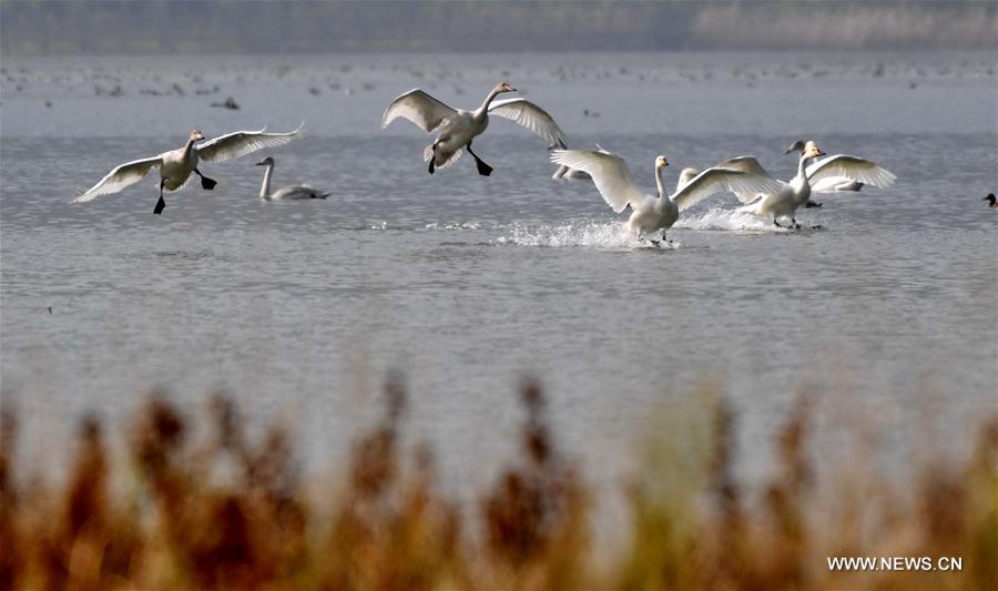 Chine : des cygnes chanteurs dans la zone humide du fleuve Jaune