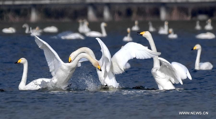 Chine : des cygnes chanteurs dans la zone humide du fleuve Jaune