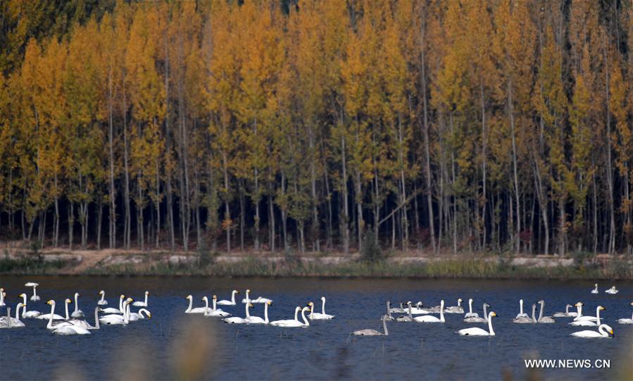 Chine : des cygnes chanteurs dans la zone humide du fleuve Jaune