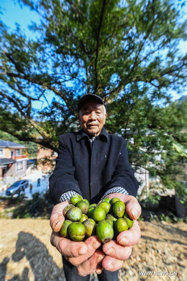 Récolte des fruits de torreyas dans l'est de la Chine