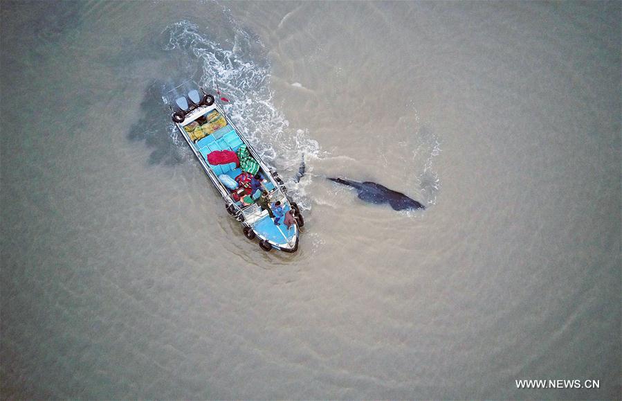 Chine : secours à une baleine échouée au large de Qidong