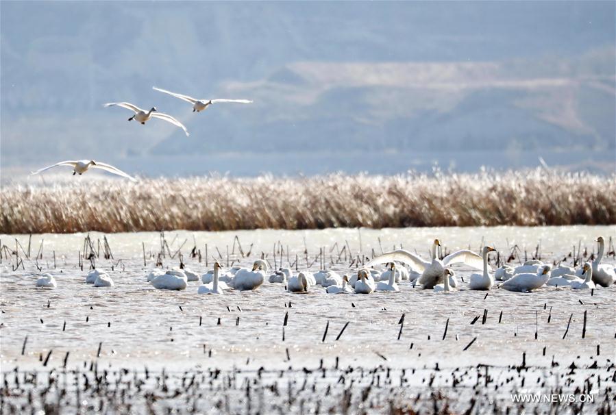 Cygnes dans le nord de la Chine