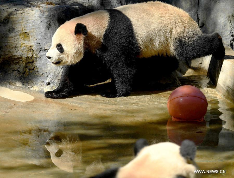 Zoo du Yunnan dans le sud-ouest de la Chine