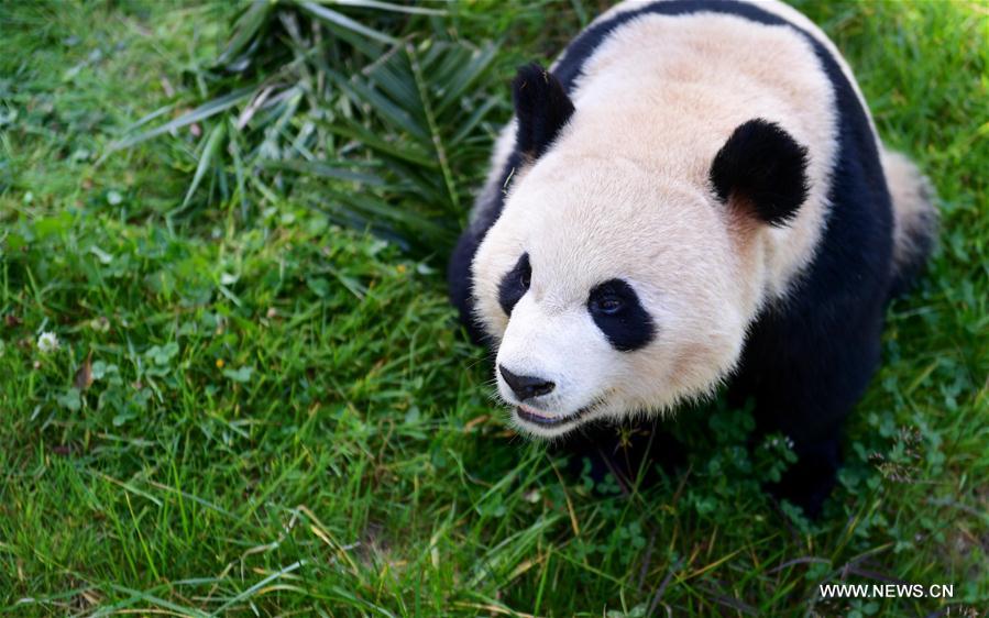 Zoo du Yunnan dans le sud-ouest de la Chine