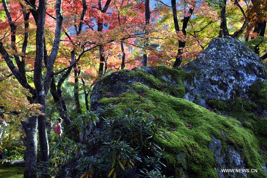 Japon : paysage d'automne à Kyoto