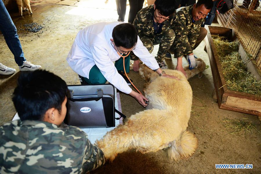 Chine : examens médicaux pour les animaux d'un zoo au Shandong 