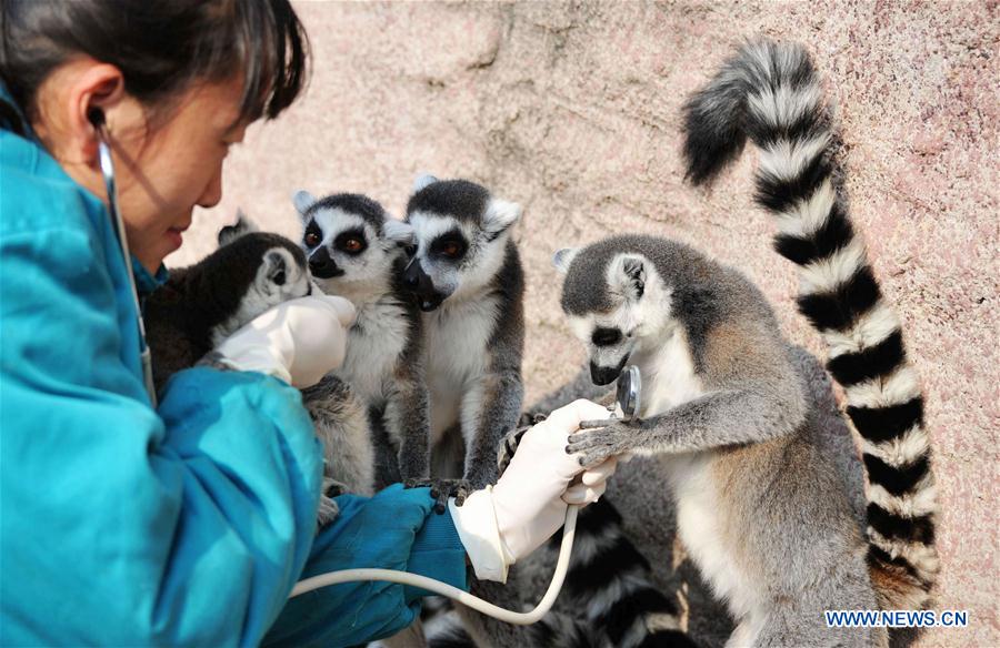 Chine : examens médicaux pour les animaux d'un zoo au Shandong 