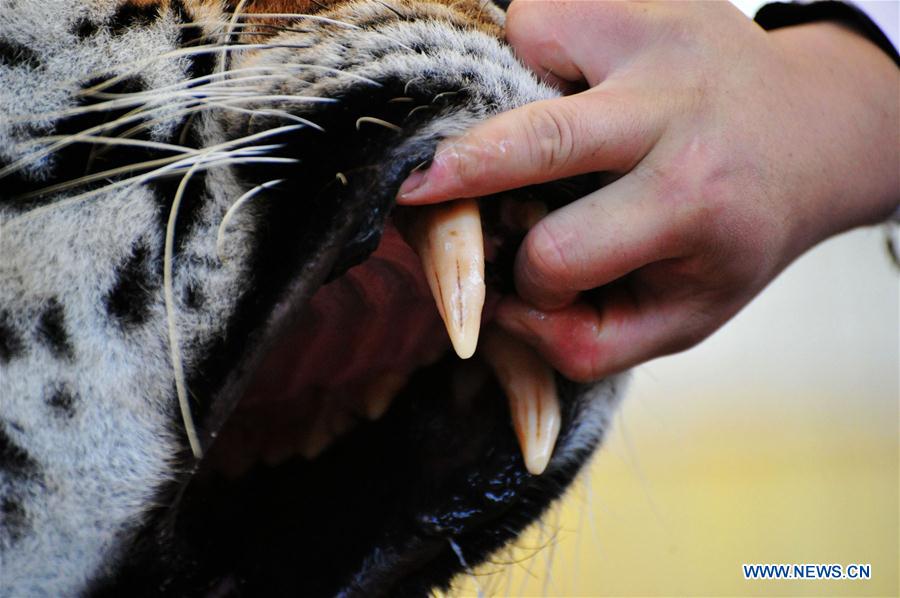 Chine : examens médicaux pour les animaux d'un zoo au Shandong 
