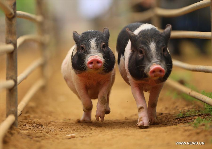 Chine : course de cochons au Liaoning