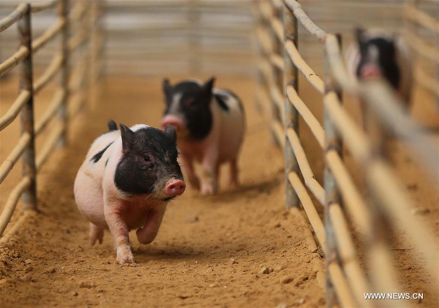 Chine : course de cochons au Liaoning