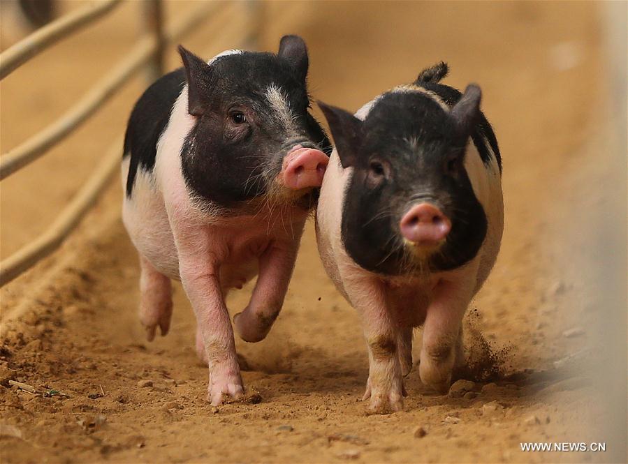 Chine : course de cochons au Liaoning