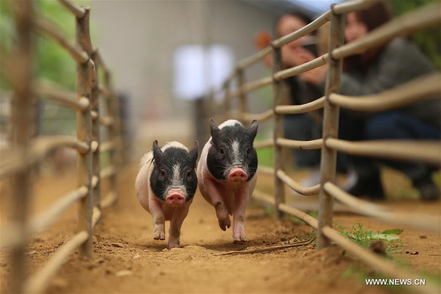 Chine : course de cochons au Liaoning