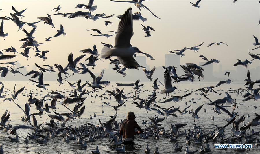 INDIA-MUMBAI-DAILY LIFE-MIGRATORY BIRDS