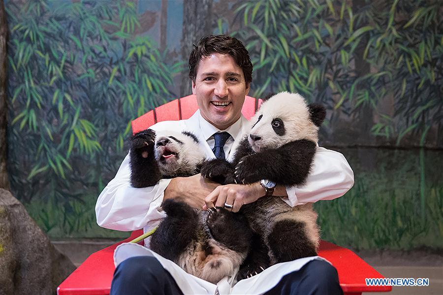 Canada : sculpture en beurre de Justin Trudeau avec deux pandas jumeaux