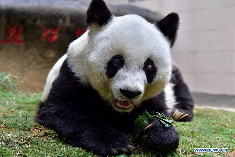 Chine : le plus vieux panda géant du monde meurt à 37 ans
