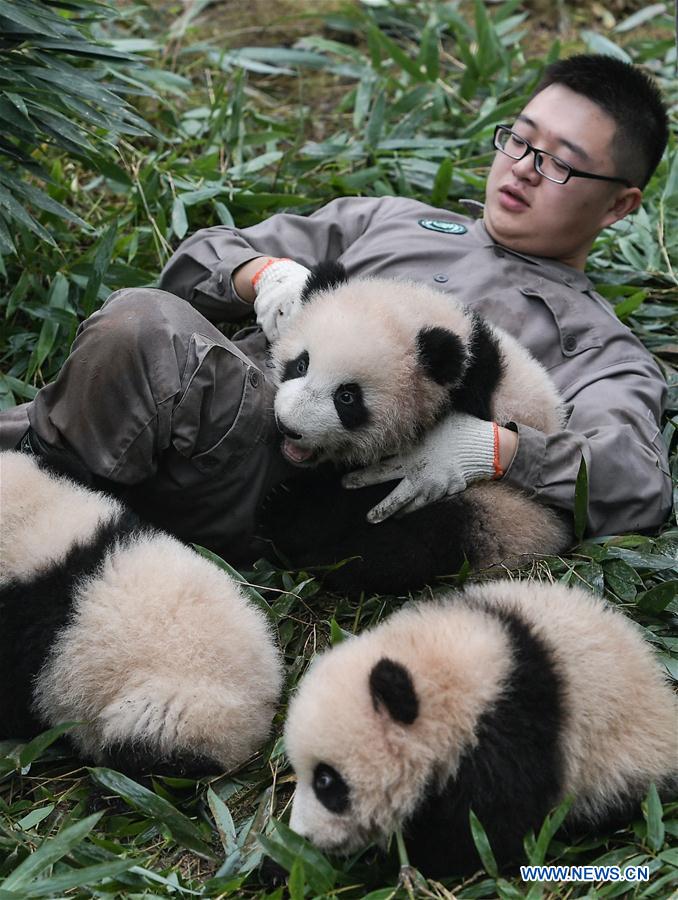 42 nouveaux nés en 2017 dans le centre des pandas géants de Chine