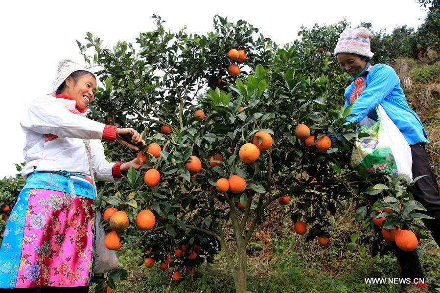 Récolte des oranges dans le sud-ouest de la Chine 