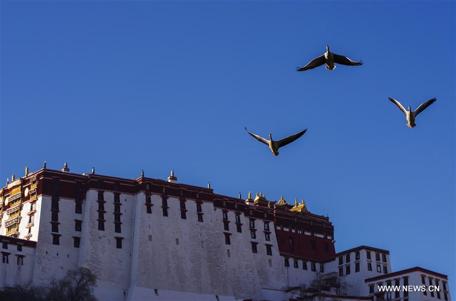 Chine : oiseaux migrateurs dans un parc au Tibet