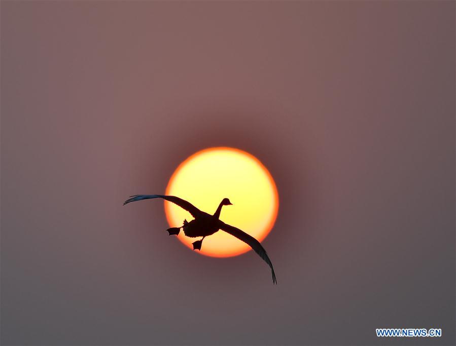 Chine : des cygnes volent au-dessus du lac Poyang