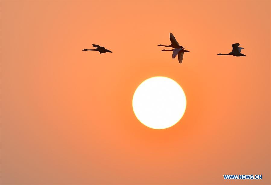 Chine : des cygnes volent au-dessus du lac Poyang