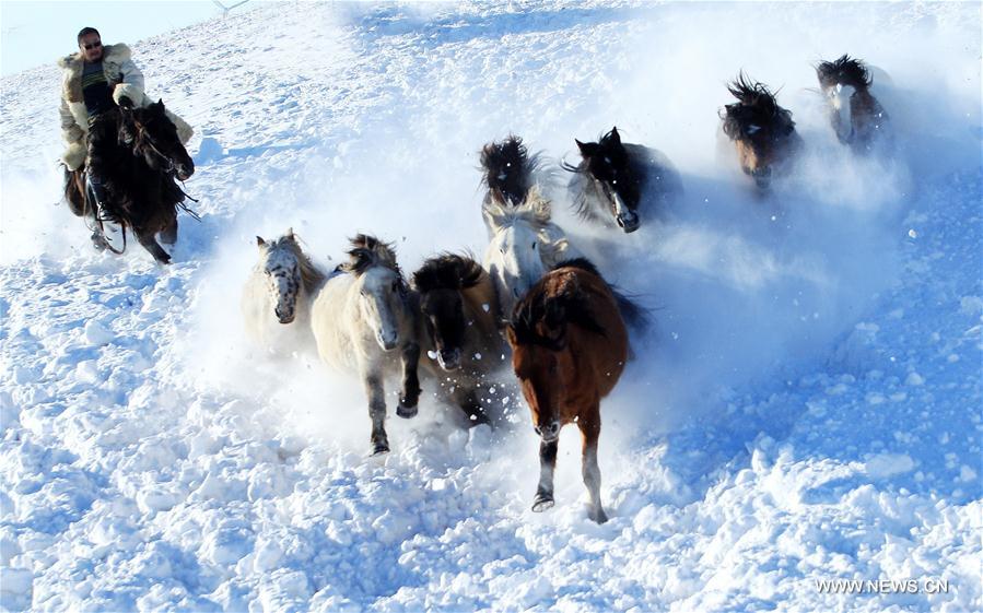 Des bergers domptent des chevaux dans le nord de la Chine