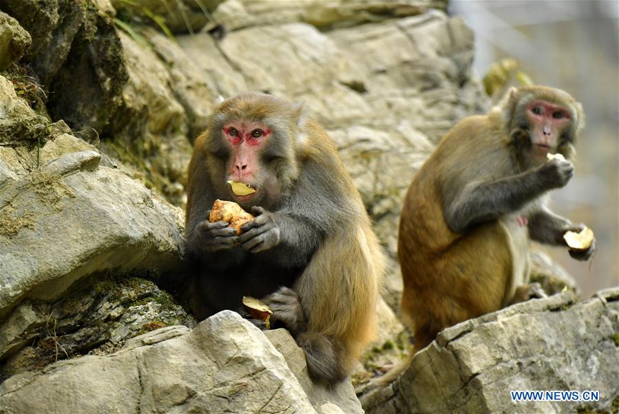 Chine : macaques dans un village du Hubei