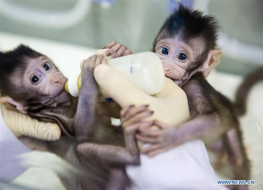 La Chine clone avec succès les premiers macaques au monde avec la technique utilisée  pour Dolly