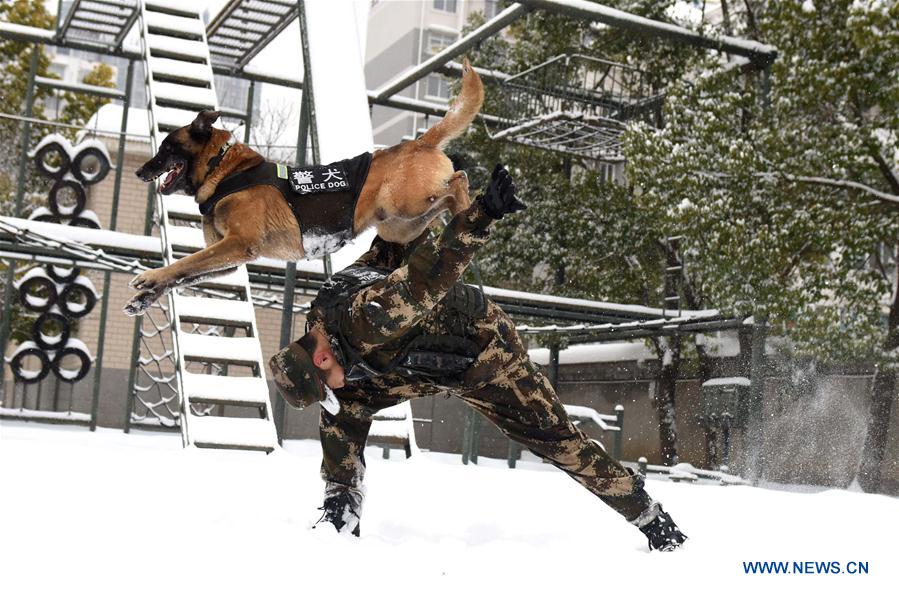 Entraînement d'un chien policier dans l'est de la Chine