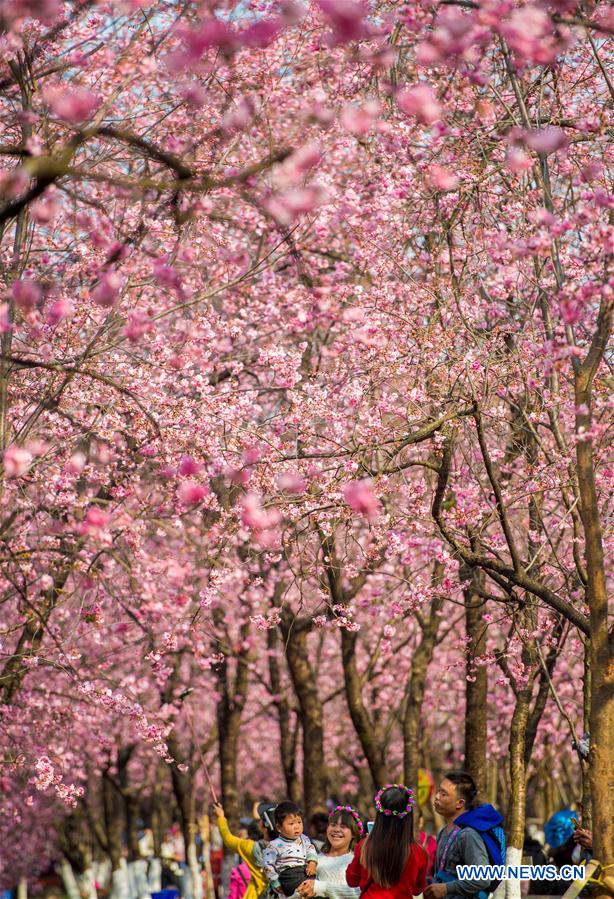Chine : les cerisiers en fleurs à Kunming
