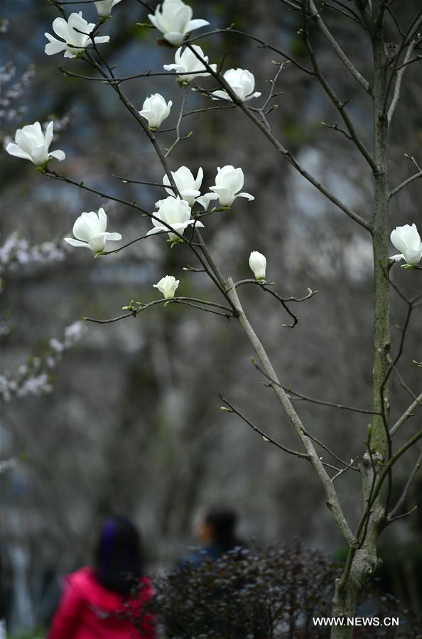 Fleurs dans le centre de la Chine