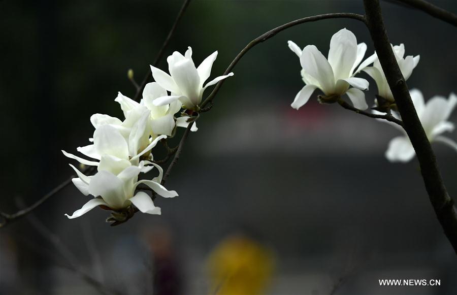 Fleurs dans le centre de la Chine