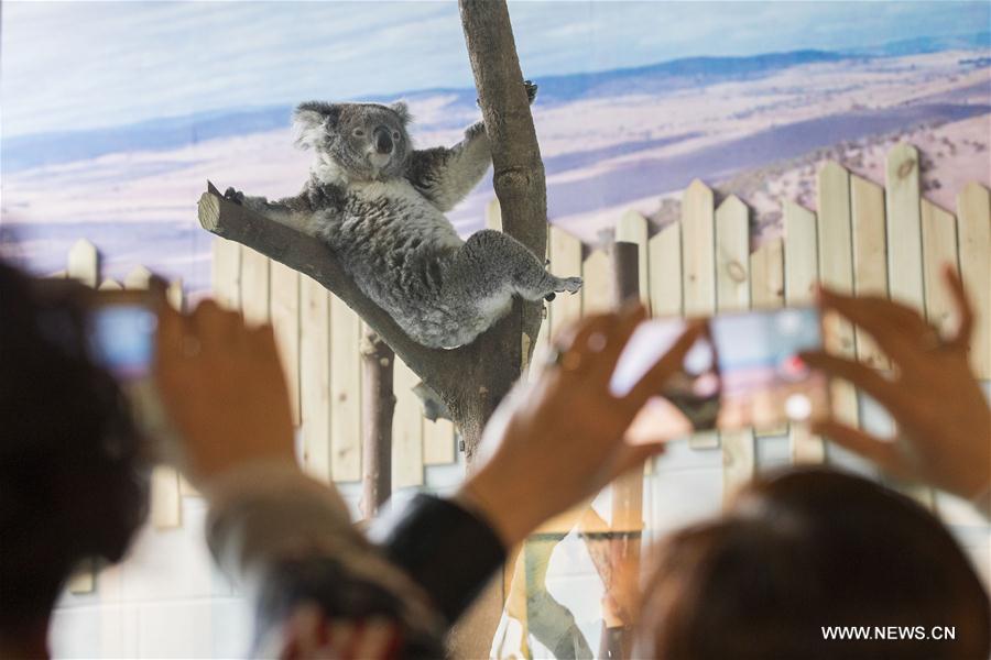 Koalas dans le zoo de Nanjing 