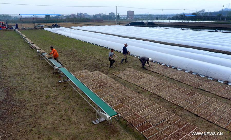 Chine : travaux agricoles du printemps 